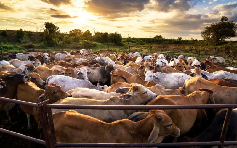 Environmental Impact of Livestock Farming in the U.S.