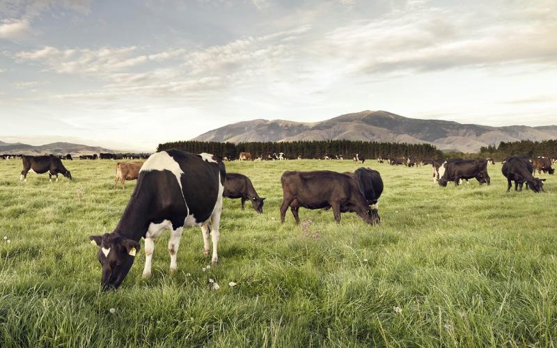 Genomic Advances Elevate New Zealand Dairy Herd Genetics
