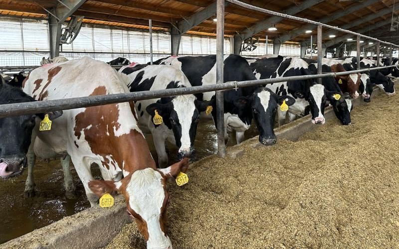 Bird Flu Detected in Wisconsin Dairy Herd, Farmers Remain Unconcerned