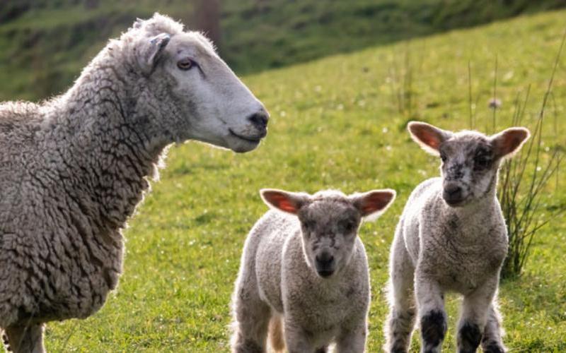 Castilla y León: Stability in the Sheep Milk Sector