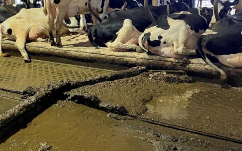 Producers Monetize Dairy Manure with Unique On-Farm Business Models