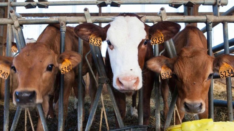 Mexican Livestock Accelerates Shift to Sustainable Meat and Dairy Production