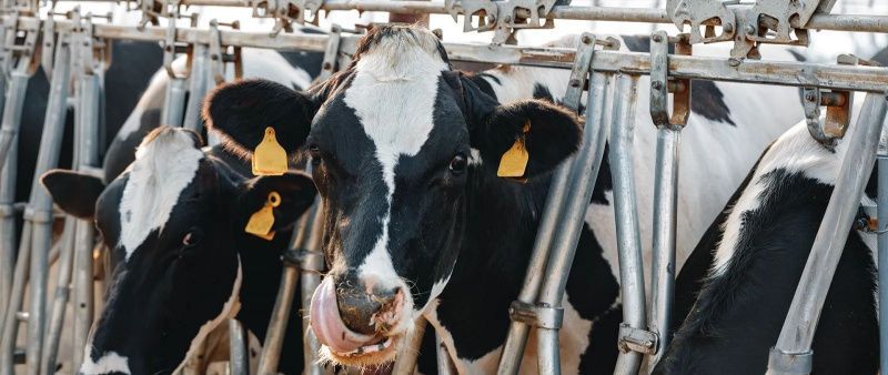Leche para el Bienestar Cuts Milk Collection in Aguascalientes