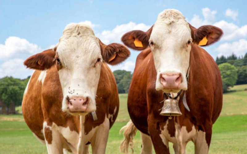 Resolving the NZ-Canada Dairy Dispute: An End to Protectionism