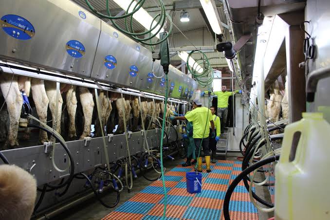 High-component US herds capture higher milk premiums