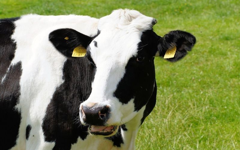 Deadline Approaches for Dairy Margin Coverage Enrollment in the U.S.