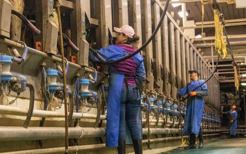 توقف استثمار بقيمة 11 مليار دولار بسبب أزمة واحدة: مخاطر صناعة الألبان