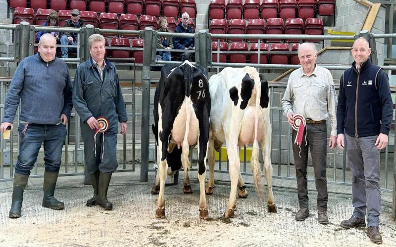 Craven Süt İneği Müzayedesinde Yüksek Kaliteli Düveler İçin Premium Fiyatlar Elde Edildi