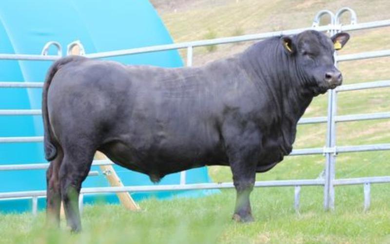 EuroTier supports European Angus Forum 2026 in Romania