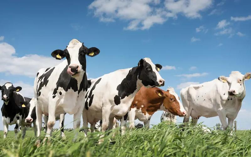Algeria's Ambitious Step Towards Dairy Independence