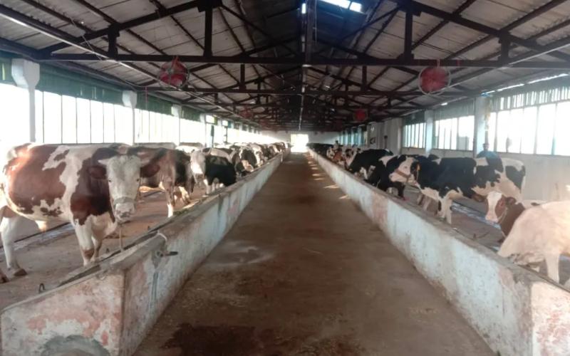 The Role of Dairy Processing in Kandahar's Economy