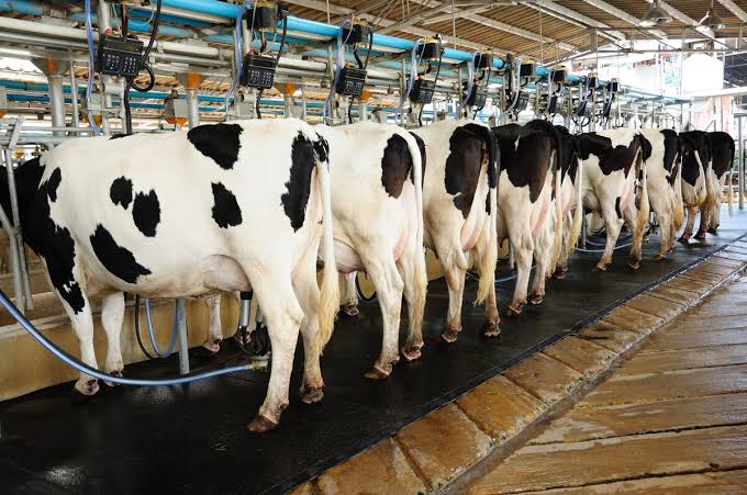 Рост производства молока в США оказывает давление на цены на молочные продукты
