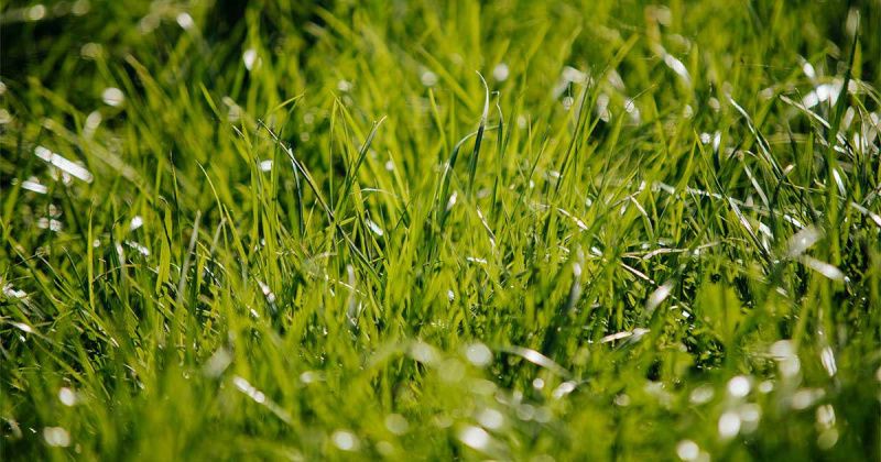 Feeding practices can support persistent dairy lactation
