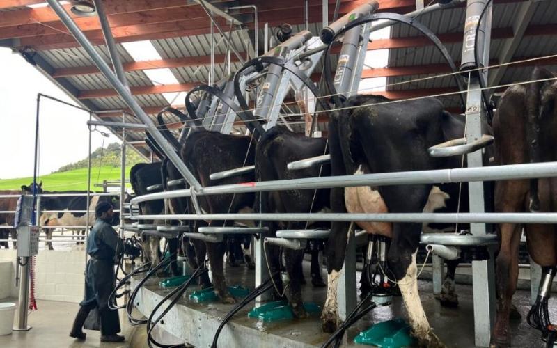 Why Dairy’s Future Hinges on Fair Regulation, Not Burden