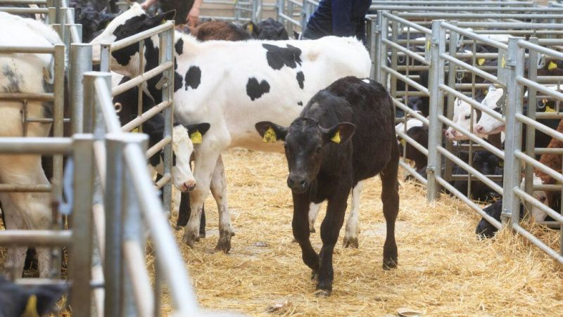 Precios robustos de terneros mejoran los márgenes de agricultores de lácteos y carne en el Reino Unido