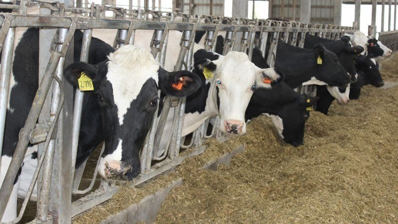 研究揭示极少量H5N1禽流感病毒颗粒能感染奶牛