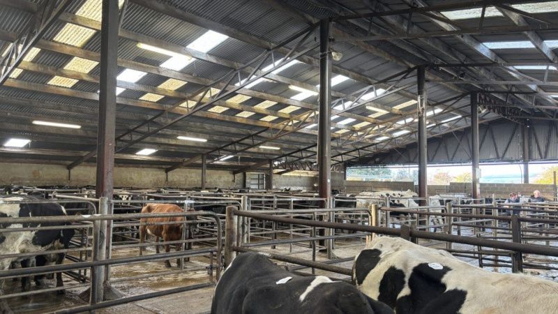 La subasta de ganado lechero de pedigrí alcanza un precio máximo de 3,650 guineas
