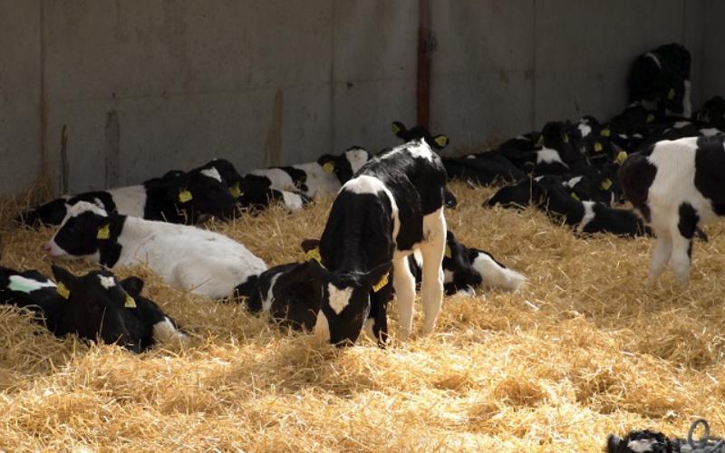 Atık Sütün Buzağılara Etkisi: Teagasc Çalışmasının Bulguları