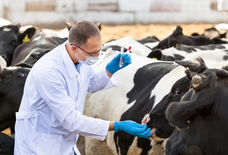 A new case of Mycoplasma bovis (M. bovis) discovered after a month without any reported cases