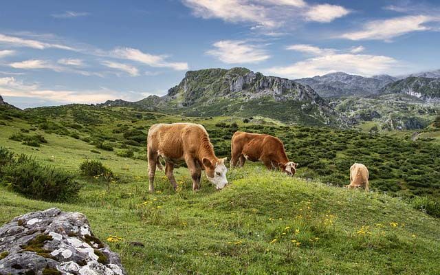 Challenging Year for Irish Agriculture: Milk Prices Plunge, Cereal Output Shrinks