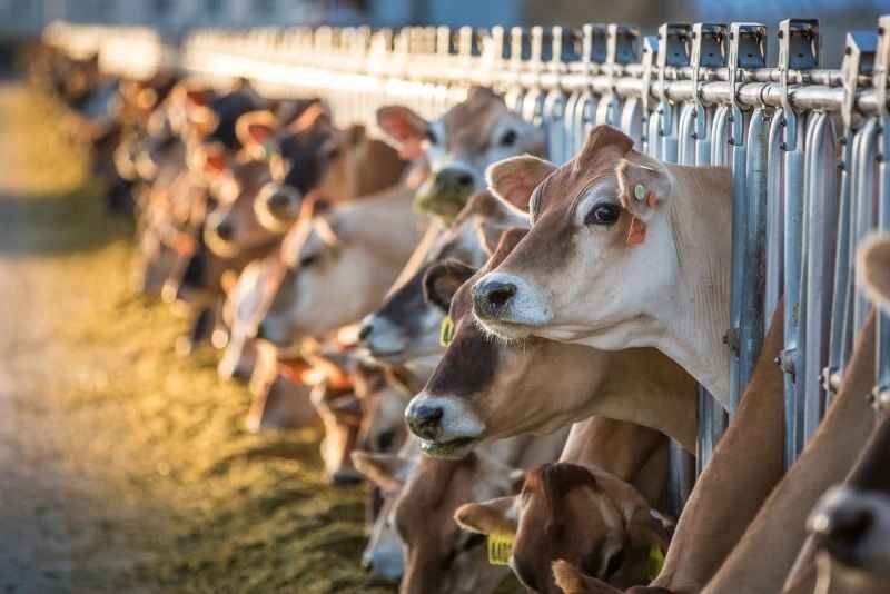 U.S. Dairy Farms Decline to Under 20,000 by Decade's End