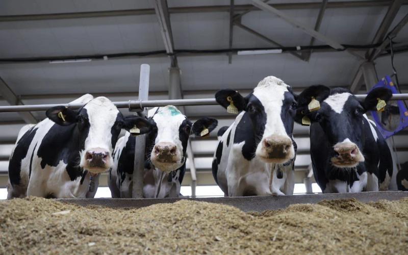 В Саратовской области завершено строительство животноводческого комплекса на 600 коров В Саратовской области завершено строительство животноводческого комплекса на 600 коров