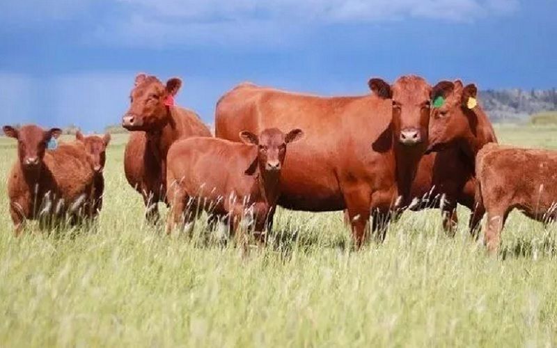 Беларусь начинает разработку новой красной породы КРС с улучшенными сырьевыми характеристиками молока