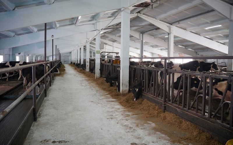 Concerns Raised Over Mega Dairy Farms in North Dakota