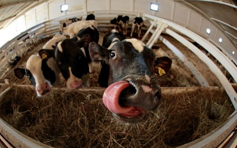 В России предложили ограничить количество скота и птицы в личных подсобных хозяйствах В России предложили ограничить количество скота и птицы в личных подсобных хозяйствах