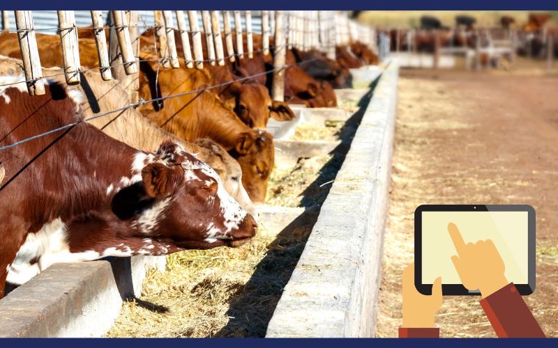 الاستراتيجيات المستندة إلى البيانات للتخفيف من انبعاثات الميثان في مزارع الألبان في المملكة المتحدة