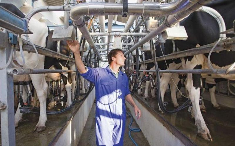 Concerns Mount for Uruguayan Dairy Cooperative Claldy