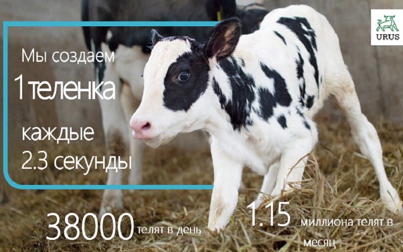 Форум по молочной промышленности USDA: тенденции и развитие генетики крупного рогатого скота в США