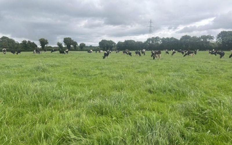 Moorepark Open Day 2025: A Future-Focused Dairy Farming Event