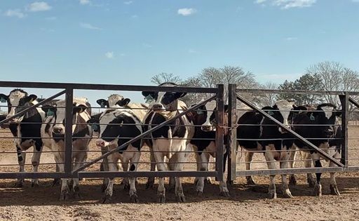 Impacto del Acuerdo Comercial UE-Mercosur en la Industria Láctea Argentina