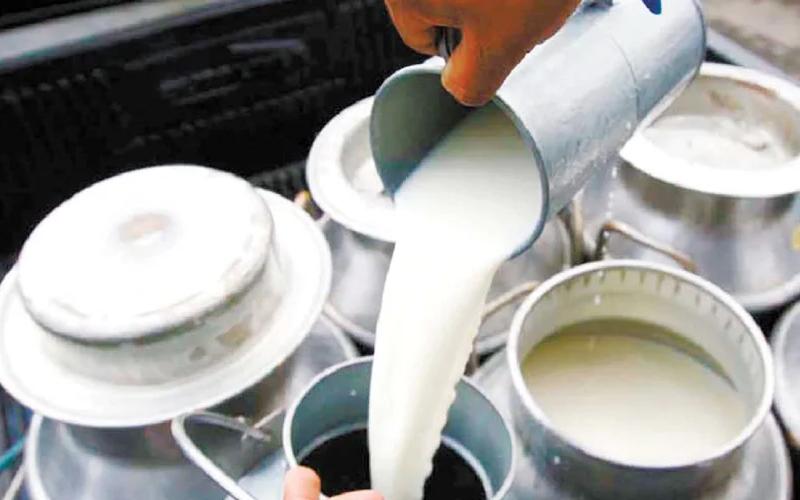 Hindistan'daki Süt Fiyatlarındaki Artış, Nepal'in Ticaret Dinamiklerini Lehine Çeviriyor