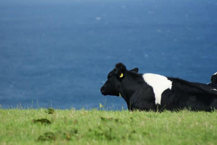 LIC: BVD prevalence in New Zealand’s dairy herd falls below 5%
