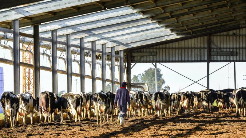 Inequality Threatens Argentine Dairy Producers and Consumers