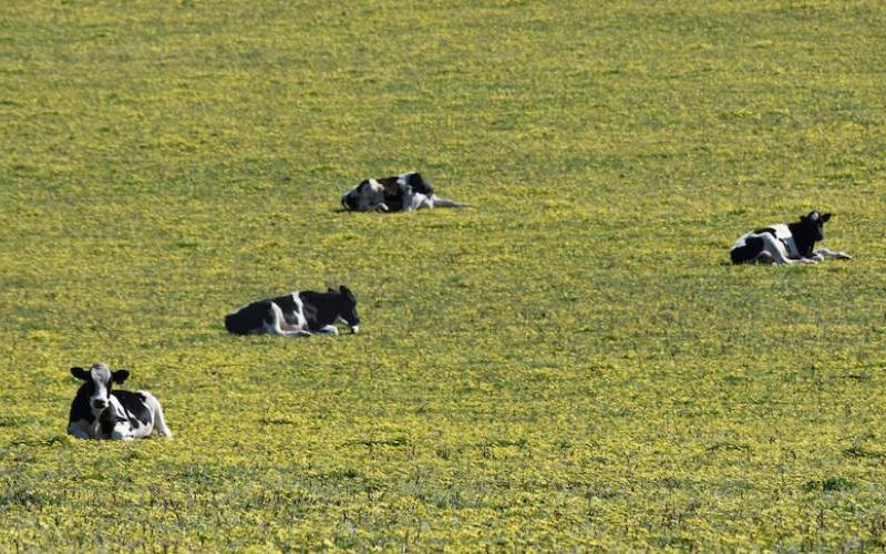 Gübre Tedarik Sorunları Avustralya Süt Endüstrisini Tehdit Ediyor