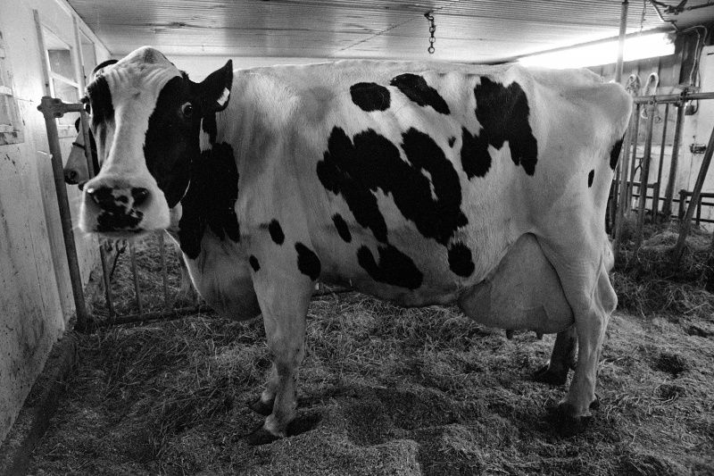 Orford Celebrates a Record-Breaking Cow's Legacy