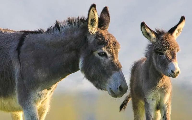Colombia's Burro Milk Challenge: Opportunity or Utopia
