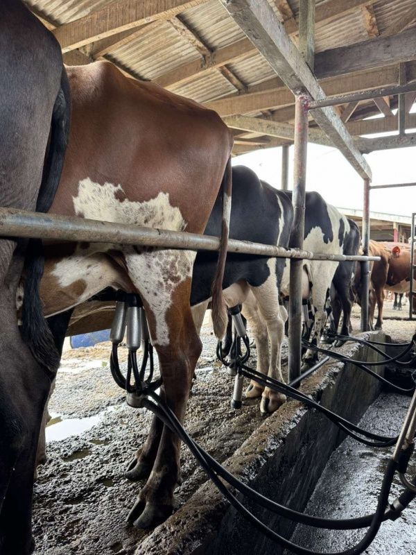 Fiji's Dairy Sector Struggles with Imports and Rising Costs
