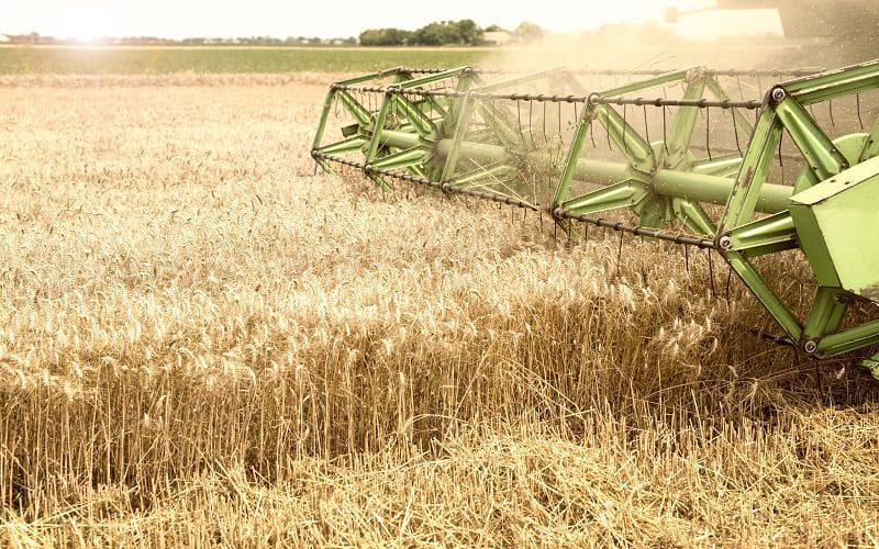 The US Department of Agriculture immediately increased the forecast for wheat harvest in Russia by 5 million tons.