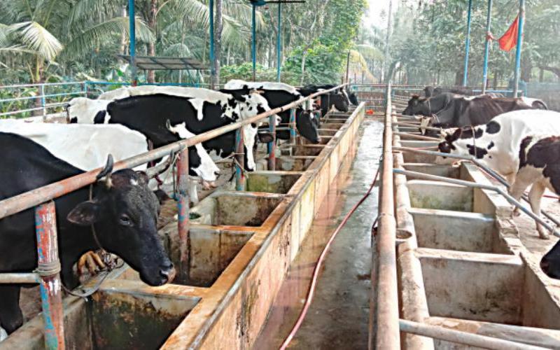 Bangladesh Establishes Dairy Development Board