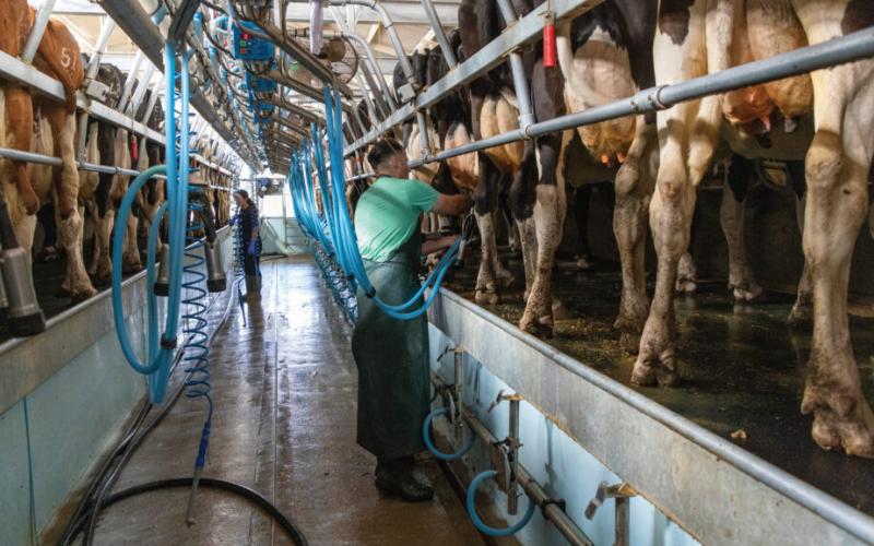 Los Ganaderos Lecheros del Reino Unido Enfrentan Presiones Financieras Mientras los Precios de la Leche Caen