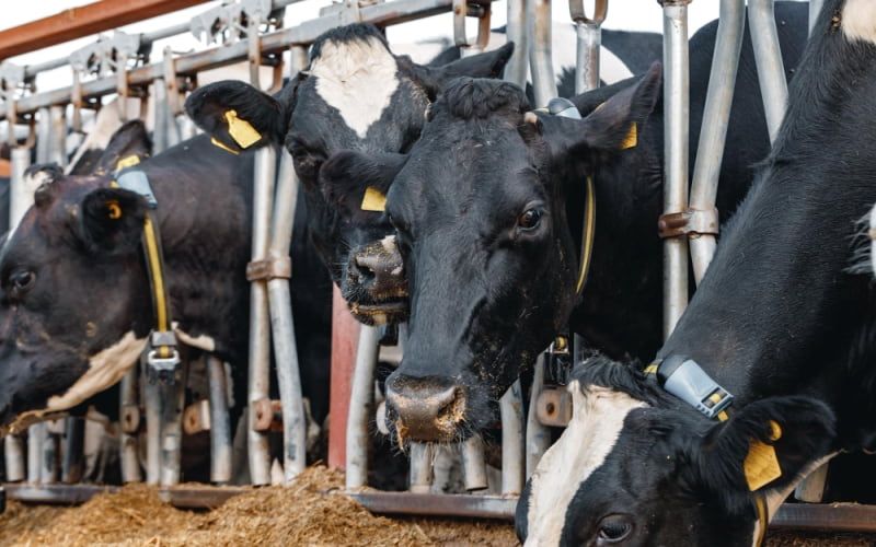 The "Beef on Dairy" Technique Revolutionizes Argentine Dairy Farming