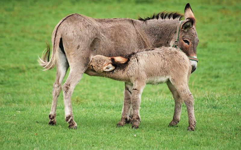 Argentina desarrolla un proyecto de leche de burra para niños con alergias