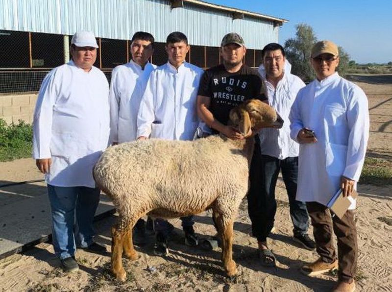 Kazakhstan Registers Four Breeding Achievements of Baisary Sheep