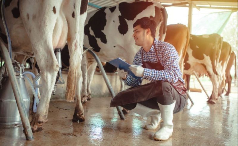 São Paulo Government Credit Supports Small Dairy and Beef Producers