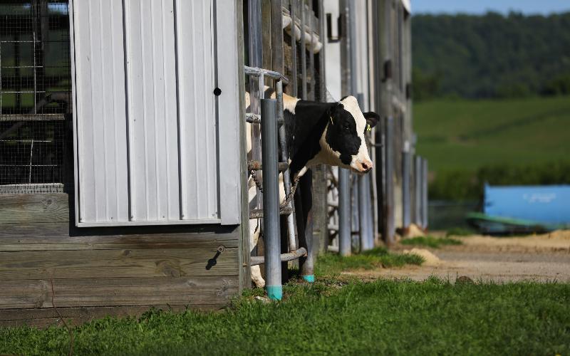 South West Dairy Farmers See Substantial Profit Recovery