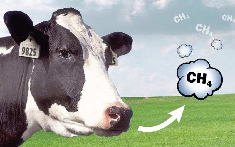 Irish Dairy Processors Launch Initiative to Tackle Methane Emissions